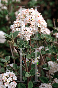 Picture of Viburnum carlesii 'Compactum'