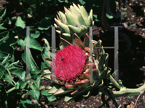 Picture of Cynara scolymus 