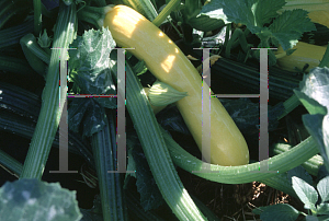 Picture of Cucurbita pepo 'Butterstick'