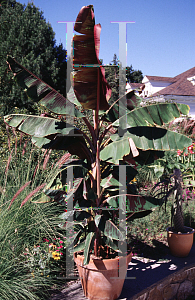 Picture of Musa acuminata 'Sumatrana'