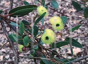 Picture of Eucalyptus preissiana 