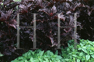 Picture of Ocimum basilicum 'Purple Ruffles'