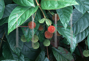 Picture of Cephalanthus occidentalis 