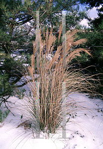 Picture of Miscanthus sinensis 'Gracillimus'