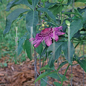 Picture of Passiflora  'Incense'