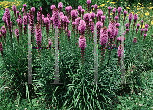 Picture of Liatris spicata 'Kobold'