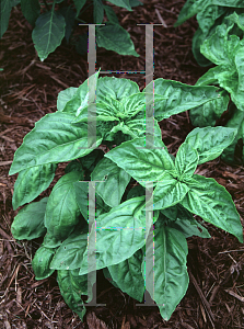 Picture of Ocimum basilicum 'Crispum'