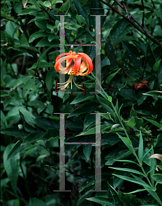 Picture of Lilium superbum 