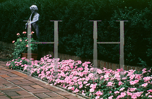 Picture of Impatiens walleriana 'Show Stopper'