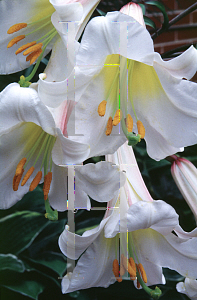 Picture of Lilium regale 