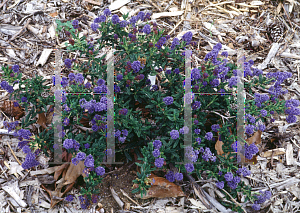 Picture of Ceanothus  'Concha'