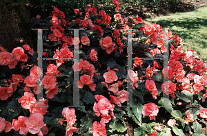 Picture of Begonia tuberhybrida hybrids 