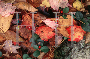 Picture of Gaultheria procumbens 