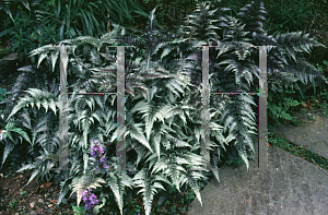 Picture of Athyrium nipponicum 'Pictum'