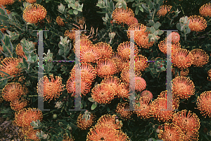 Picture of Leucospermum cordifolium 