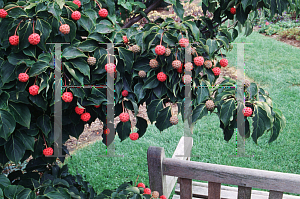 Picture of Cornus kousa 