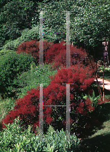 Picture of Cotinus coggygria 'Purple Robe'