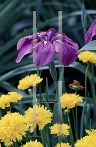 Picture of Iris ensata 