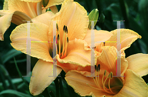 Picture of Hemerocallis  'Ruffled Apricot'