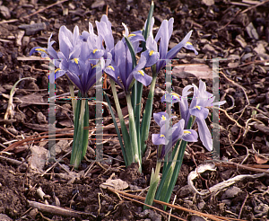 Picture of Iris reticulata 'Cantab'