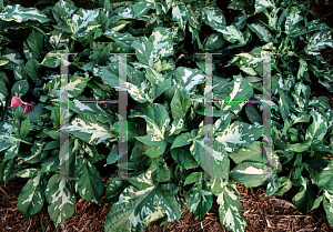 Picture of Ipomoea tricolor 'Variegata'