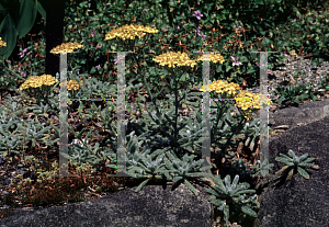 Picture of Achillea tomentosa 