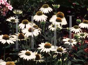 Picture of Echinacea purpurea 'White Swan'