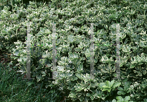 Picture of Pachysandra terminalis 'Variegata'