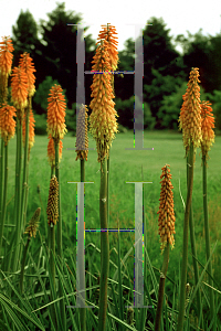 Picture of Kniphofia uvaria 