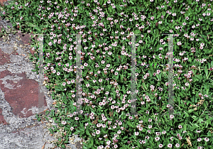 Picture of Phyla nodiflora var. rosea 