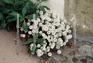 Picture of Lobularia maritima 