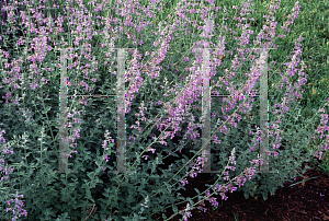 Picture of Nepeta x faassenii 
