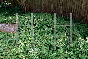 Picture of Cornus canadensis 