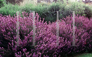 Picture of Lavandula angustifolia 