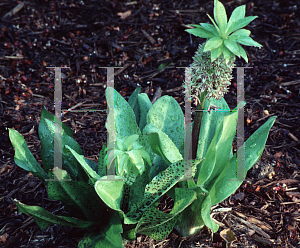 Picture of Eucomis bicolor 