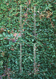 Picture of Parthenocissus henryana 