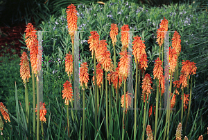 Picture of Kniphofia uvaria 