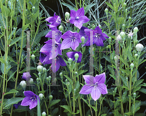 Picture of Platycodon grandiflorus 