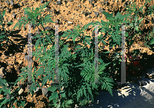 Picture of Ambrosia artemisiifolia 