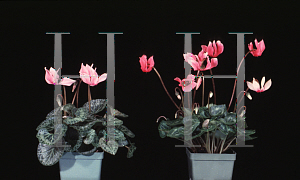 Picture of Cyclamen persicum 