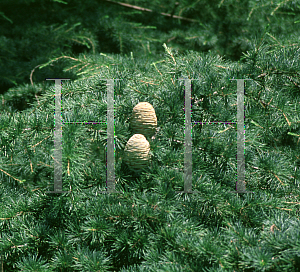 Picture of Cedrus deodara 