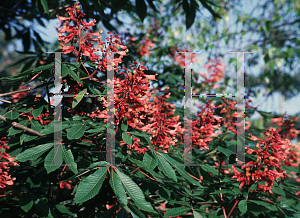 Picture of Aesculus pavia 