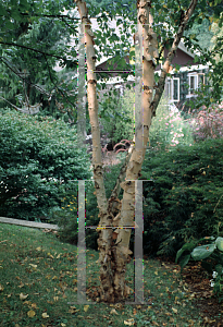 Picture of Betula nigra 'Cully (Heritage)'