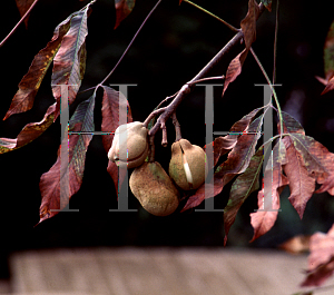 Picture of Aesculus pavia 