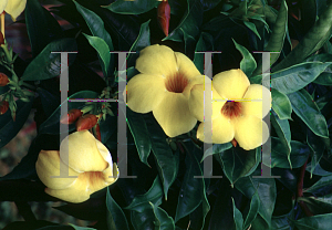 Picture of Allamanda cathartica 'Hendersonii'