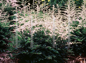 Picture of Astilbe simplicifolia 'Sprite'