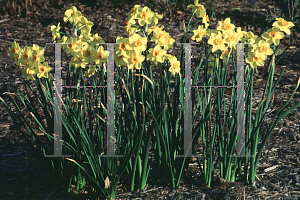 Picture of Narcissus  'Falconer'