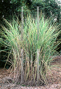 Picture of Saccharum officinarum 