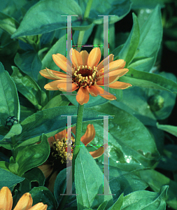 Picture of Zinnia angustifolia 'Pinwheel Orange'