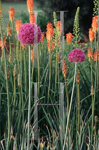 Picture of Allium giganteum 